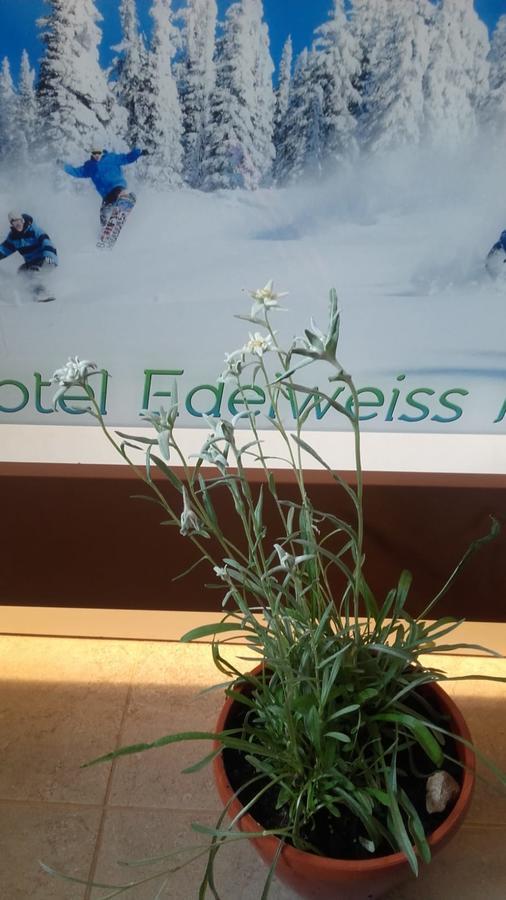 Vila Edelweiss 프레데알 외부 사진